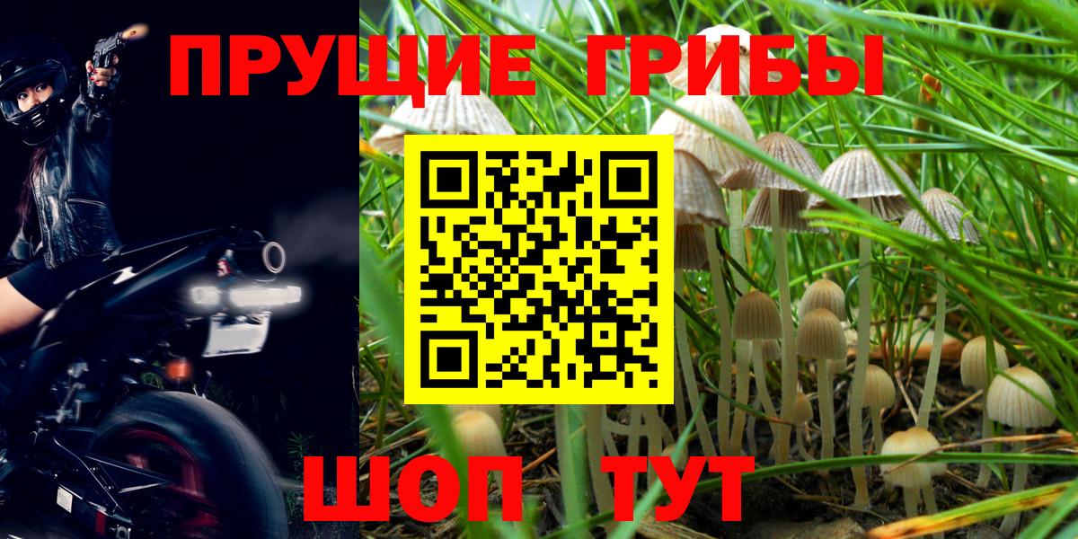 Псилоцибиновые грибы Cubensis Трёхгорный